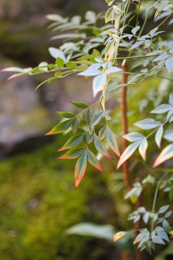 Matsuharu Ann Villa Kyoto Dış mekan fotoğraf